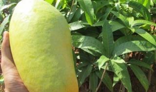 芒果核怎么种植泡水 芒果种子怎么种